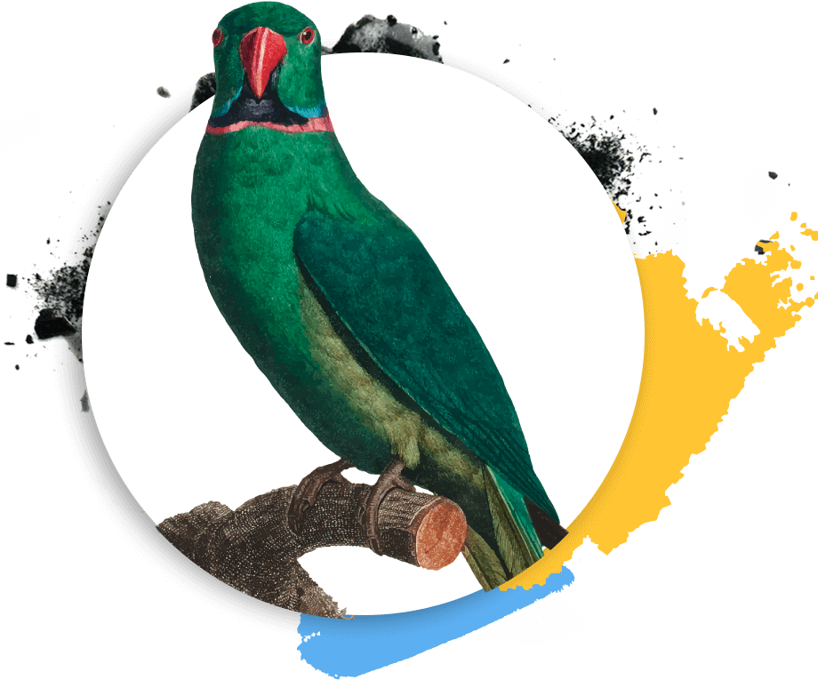https://murino.kornilovaschool.ru/wp-content/uploads/2019/03/Psittaciformes.png